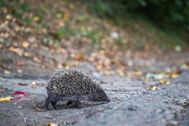 骑士vs开拓者前瞻：开拓者背靠背作战，骑士力争两连胜